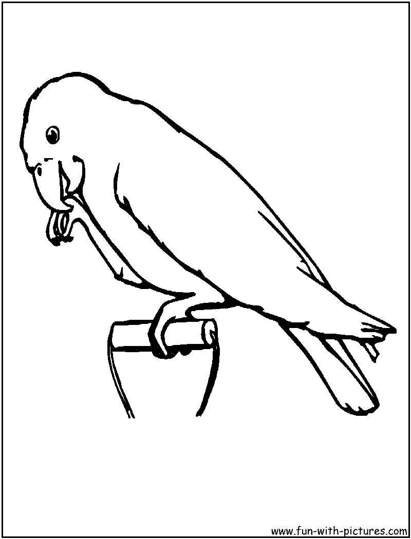 Malvorlage: Papagei (Tiere) #16241 - Kostenlose Malvorlagen zum Ausdrucken