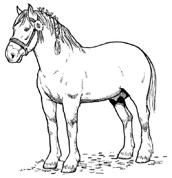 Malvorlage: Pferd (Tiere) #2168 - Kostenlose Malvorlagen zum Ausdrucken
