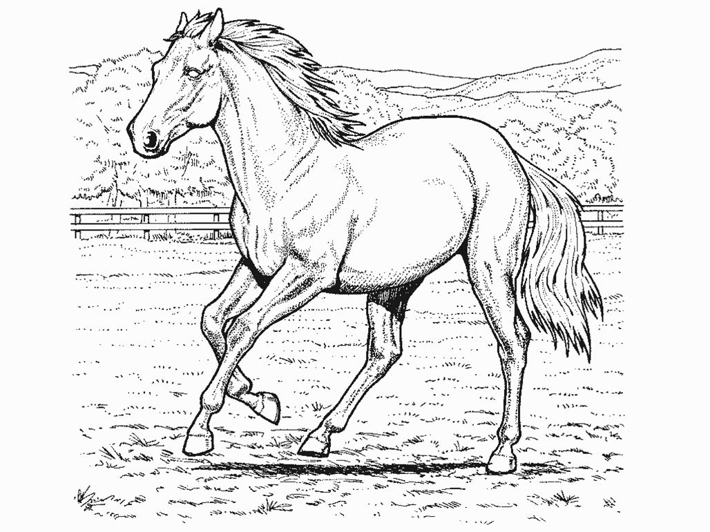 Malvorlage: Pferd (Tiere) #2174 - Kostenlose Malvorlagen zum Ausdrucken
