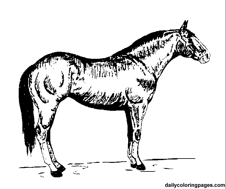 Malvorlage: Pferd (Tiere) #2243 - Kostenlose Malvorlagen zum Ausdrucken