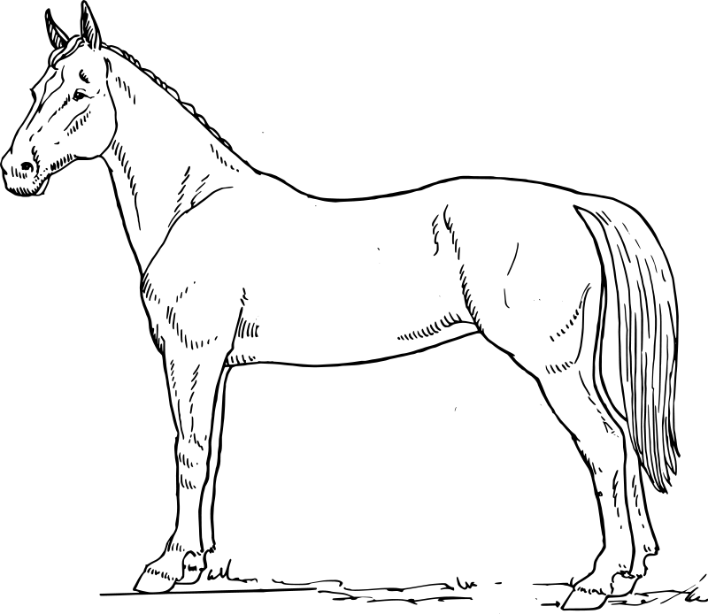 Malvorlage: Pferd (Tiere) #2256 - Kostenlose Malvorlagen zum Ausdrucken