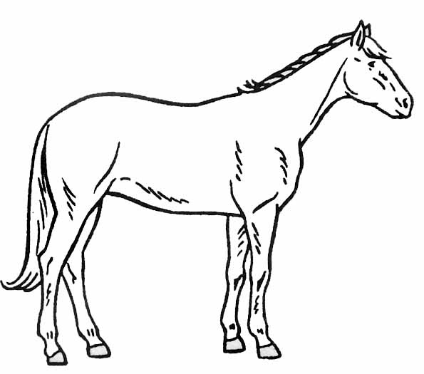 Malvorlage: Pferd (Tiere) #2278 - Kostenlose Malvorlagen zum Ausdrucken