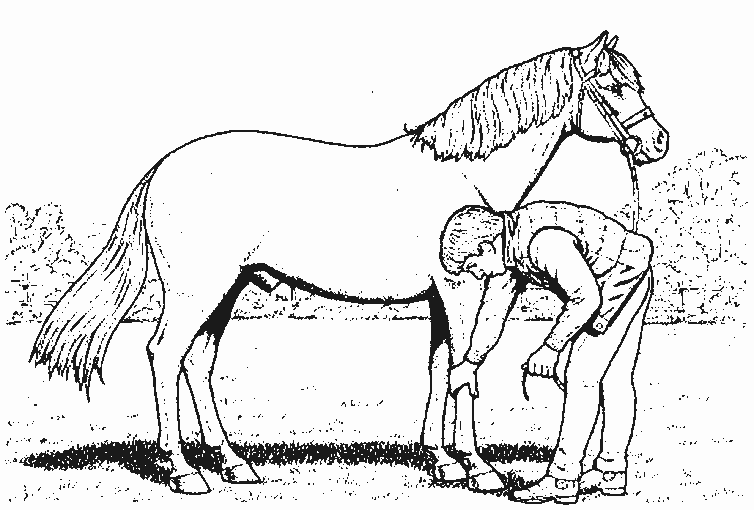 Malvorlage: Pferd (Tiere) #2287 - Kostenlose Malvorlagen zum Ausdrucken