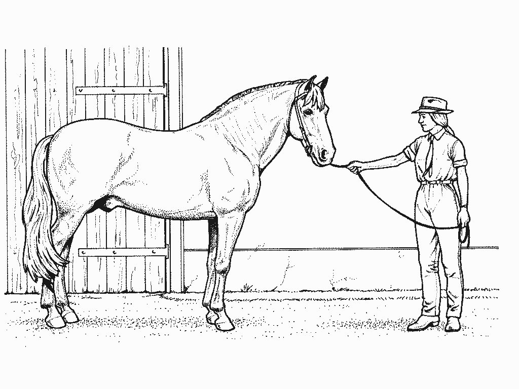 Malvorlage: Pferd (Tiere) #2308 - Kostenlose Malvorlagen zum Ausdrucken