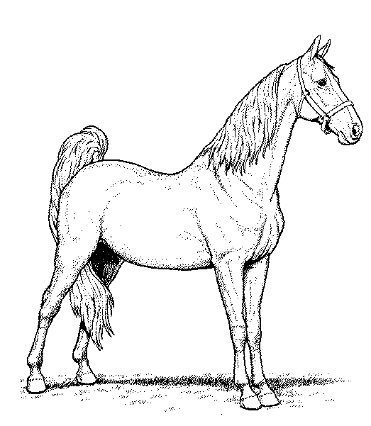 Malvorlage: Pferd (Tiere) #2355 - Kostenlose Malvorlagen zum Ausdrucken