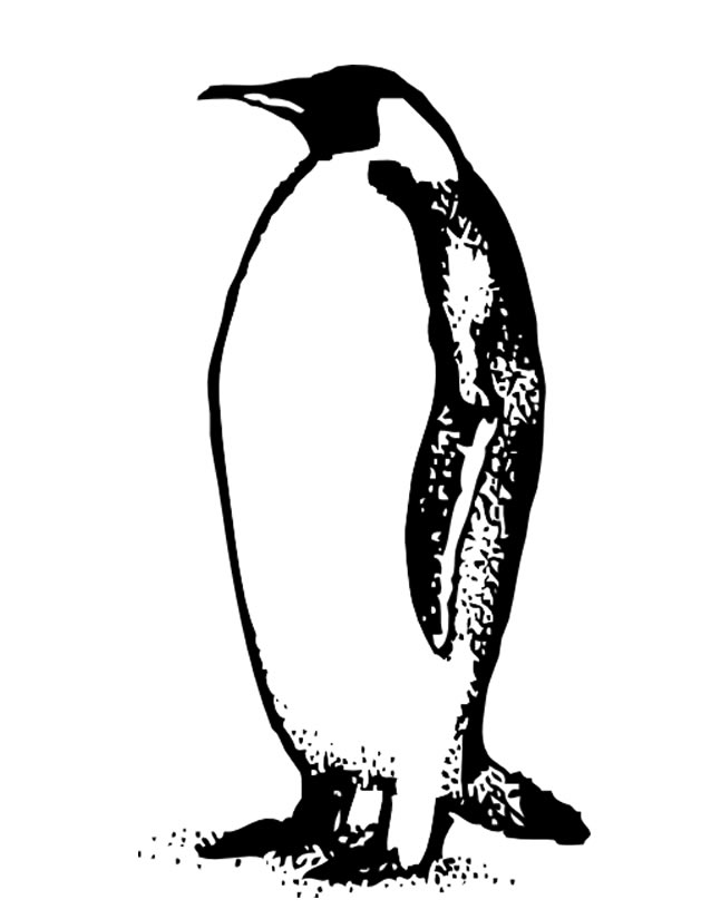 Malvorlage: Pinguin (Tiere) #16905 - Kostenlose Malvorlagen zum Ausdrucken