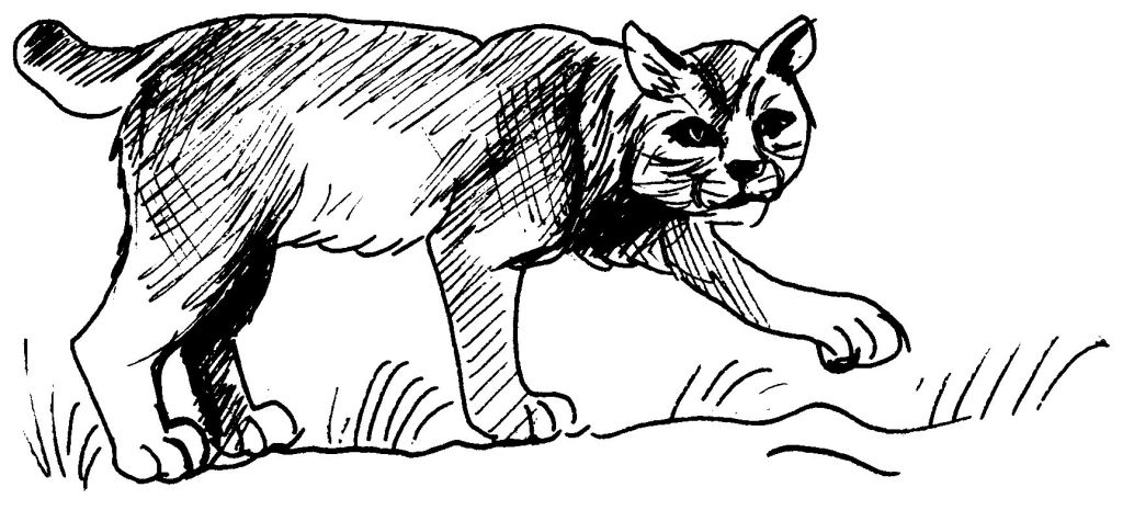 Malvorlage: Puma (Tiere) #4421 - Kostenlose Malvorlagen zum Ausdrucken