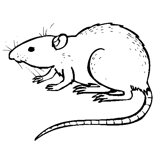 Malvorlage: Ratte (Tiere) #15164 - Kostenlose Malvorlagen zum Ausdrucken