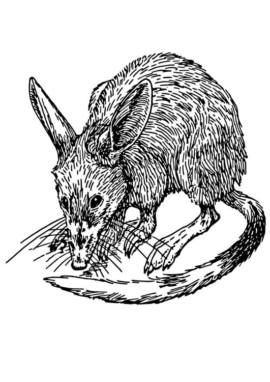 Malvorlage: Ratte (Tiere) #15182 - Kostenlose Malvorlagen zum Ausdrucken