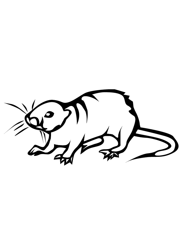 Malvorlage: Ratte (Tiere) #15200 - Kostenlose Malvorlagen zum Ausdrucken