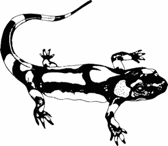Malvorlage: Salamander (Tiere) #19889 - Kostenlose Malvorlagen zum Ausdrucken