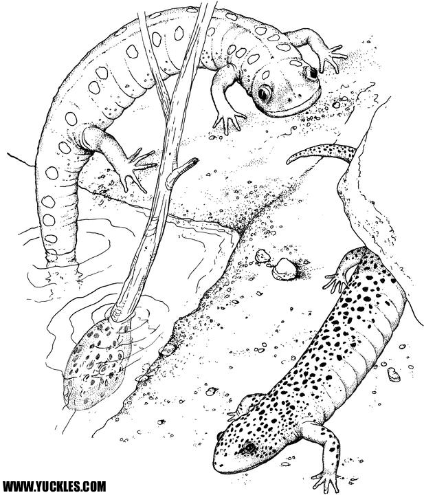 Malvorlage: Salamander (Tiere) #19890 - Kostenlose Malvorlagen zum Ausdrucken