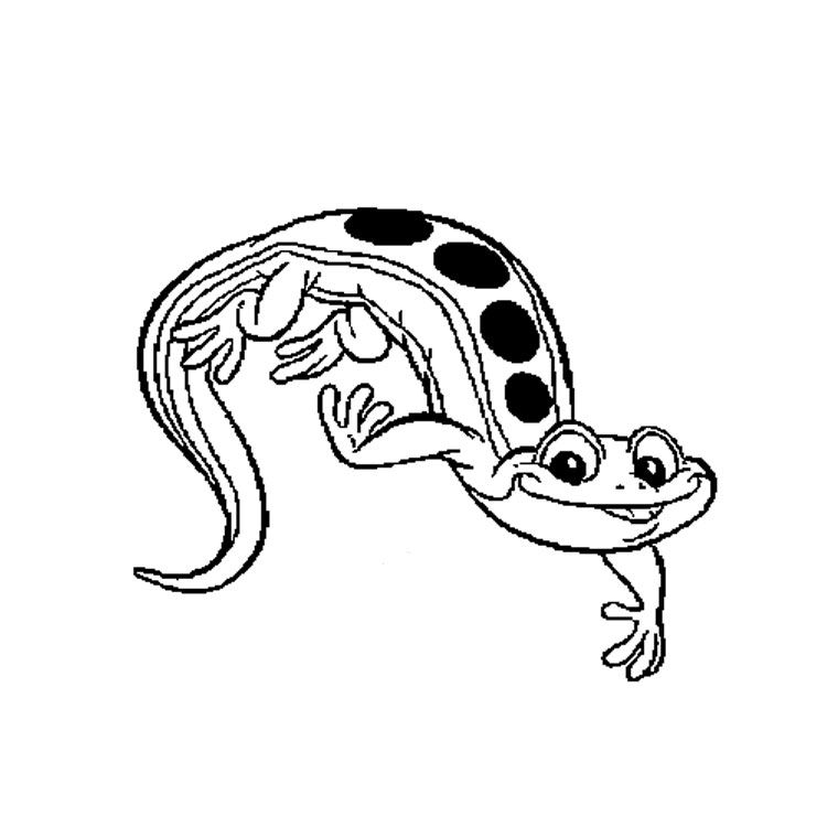 Malvorlage: Salamander (Tiere) #19891 - Kostenlose Malvorlagen zum Ausdrucken