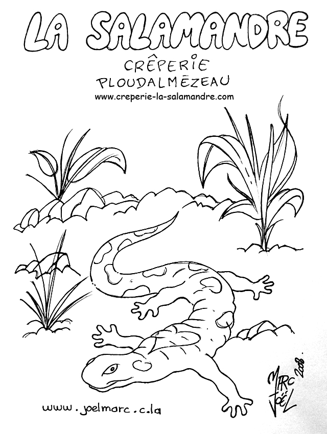 Malvorlage: Salamander (Tiere) #19893 - Kostenlose Malvorlagen zum Ausdrucken