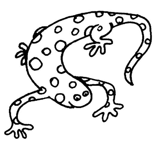 Malvorlage: Salamander (Tiere) #19895 - Kostenlose Malvorlagen zum Ausdrucken