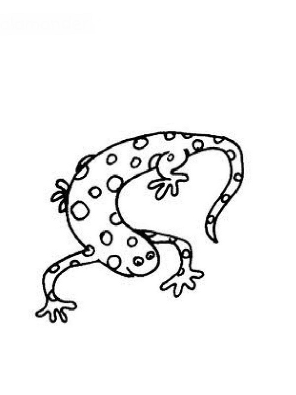 Malvorlage: Salamander (Tiere) #19905 - Kostenlose Malvorlagen zum Ausdrucken