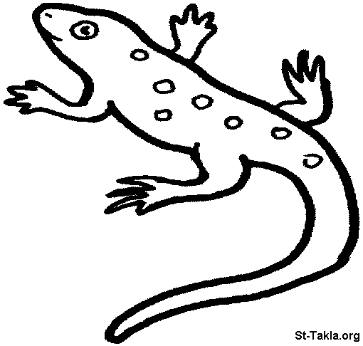 Malvorlage: Salamander (Tiere) #19911 - Kostenlose Malvorlagen zum Ausdrucken
