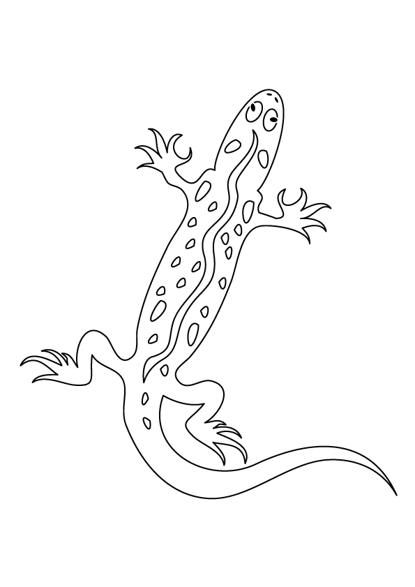 Malvorlage: Salamander (Tiere) #19946 - Kostenlose Malvorlagen zum Ausdrucken