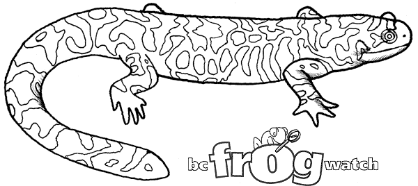 Malvorlage: Salamander (Tiere) #19956 - Kostenlose Malvorlagen zum Ausdrucken