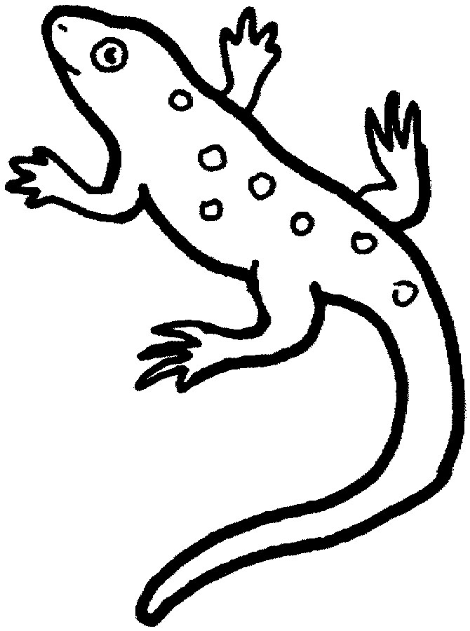 Malvorlage: Salamander (Tiere) #19975 - Kostenlose Malvorlagen zum Ausdrucken