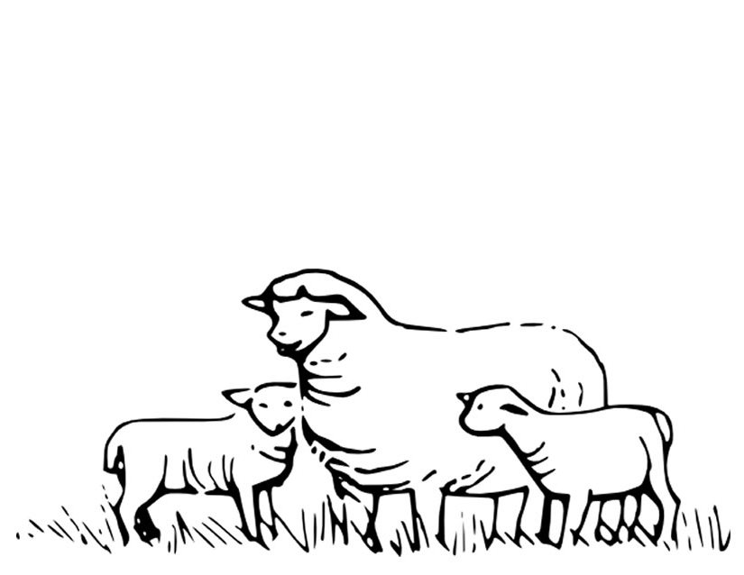 Malvorlage: Schaf (Tiere) #11415 - Kostenlose Malvorlagen zum Ausdrucken