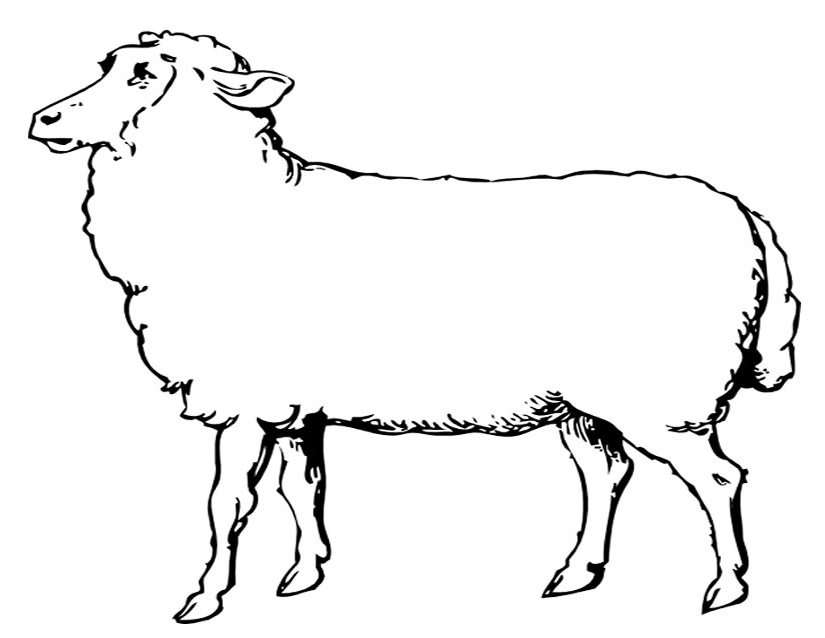 Malvorlage: Schaf (Tiere) #11452 - Kostenlose Malvorlagen zum Ausdrucken