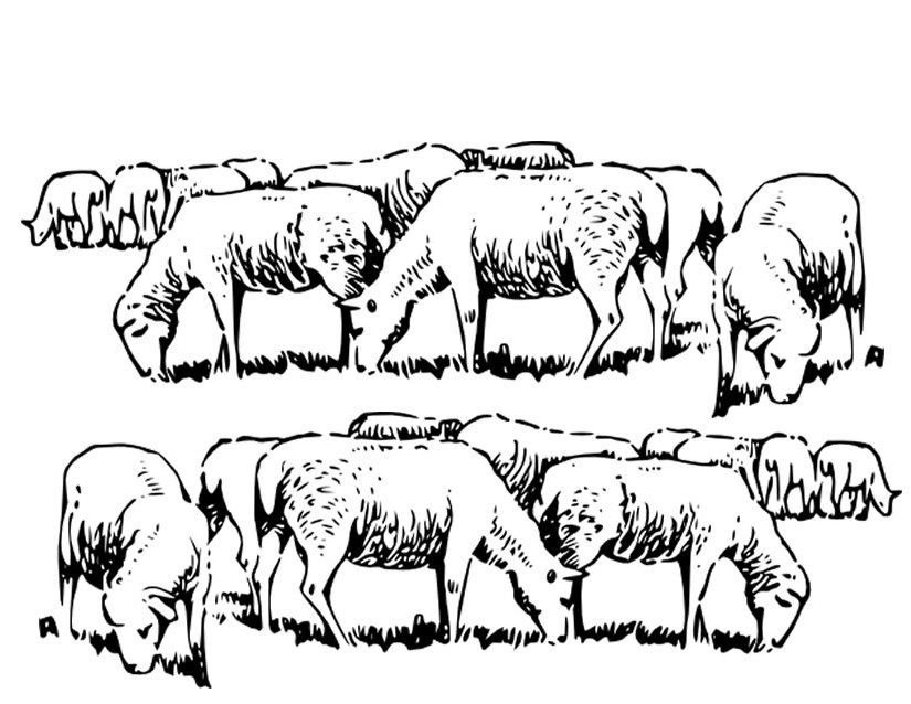 Malvorlage: Schaf (Tiere) #11504 - Kostenlose Malvorlagen zum Ausdrucken