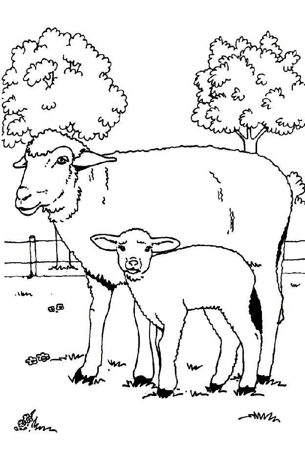 Malvorlage: Schaf (Tiere) #11544 - Kostenlose Malvorlagen zum Ausdrucken