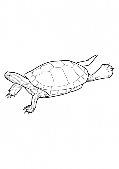Malvorlage: Schildkröte (Tiere) #13417 - Kostenlose Malvorlagen zum Ausdrucken