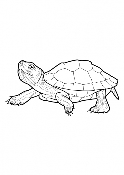 Malvorlage: Schildkröte (Tiere) #13420 - Kostenlose Malvorlagen zum Ausdrucken