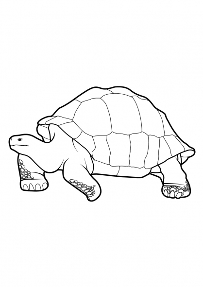 Malvorlage: Schildkröte (Tiere) #13424 - Kostenlose Malvorlagen zum Ausdrucken