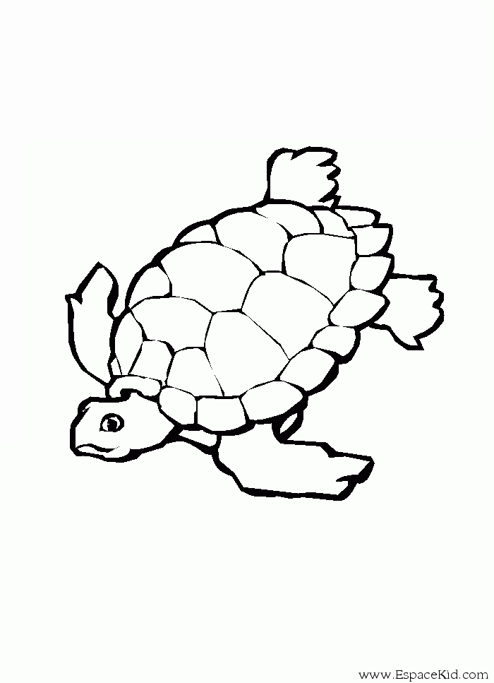 Malvorlage: Schildkröte (Tiere) #13433 - Kostenlose Malvorlagen zum Ausdrucken