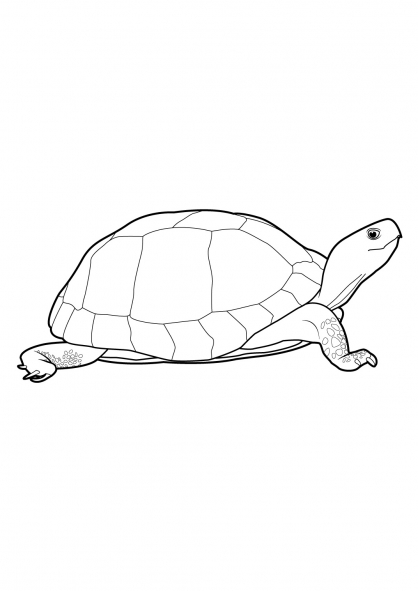 Malvorlage: Schildkröte (Tiere) #13435 - Kostenlose Malvorlagen zum Ausdrucken