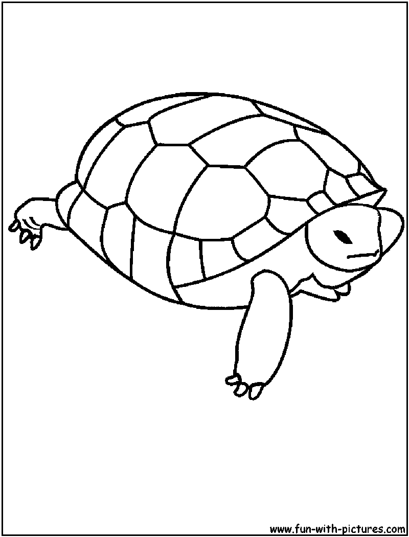 Malvorlage: Schildkröte (Tiere) #13436 - Kostenlose Malvorlagen zum Ausdrucken