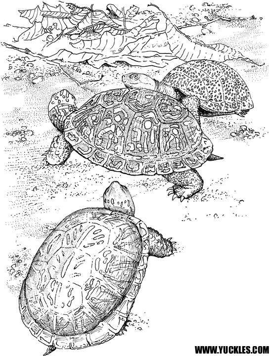 Malvorlage: Schildkröte (Tiere) #13470 - Kostenlose Malvorlagen zum Ausdrucken