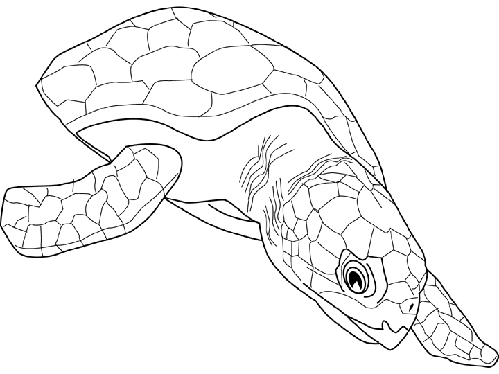 Malvorlage: Schildkröte (Tiere) #13473 - Kostenlose Malvorlagen zum Ausdrucken