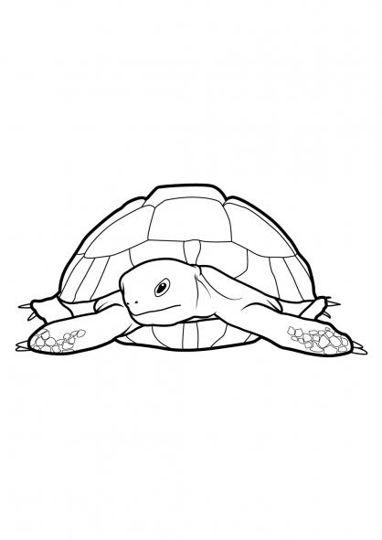 Malvorlage: Schildkröte (Tiere) #13507 - Kostenlose Malvorlagen zum Ausdrucken