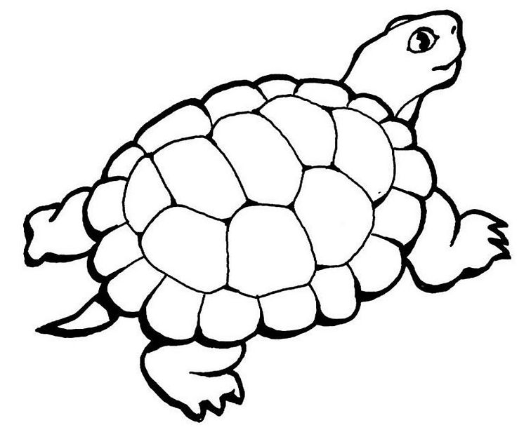 Malvorlage: Schildkröte (Tiere) #13514 - Kostenlose Malvorlagen zum Ausdrucken