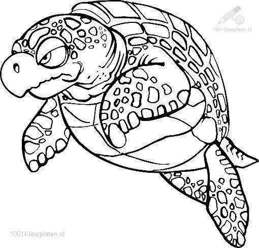 Malvorlage: Schildkröte (Tiere) #13536 - Kostenlose Malvorlagen zum Ausdrucken