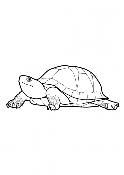 Malvorlage: Schildkröte (Tiere) #13545 - Kostenlose Malvorlagen zum Ausdrucken