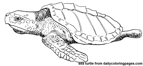 Malvorlage: Schildkröte (Tiere) #13583 - Kostenlose Malvorlagen zum Ausdrucken