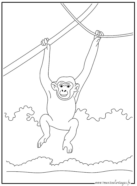 Malvorlage: Schimpanse (Tiere) #2761 - Kostenlose Malvorlagen zum Ausdrucken