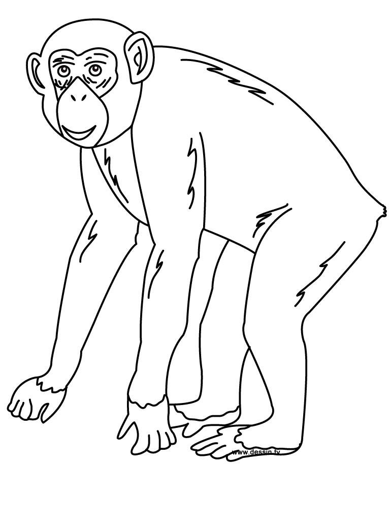 Malvorlage: Schimpanse (Tiere) #2767 - Kostenlose Malvorlagen zum Ausdrucken