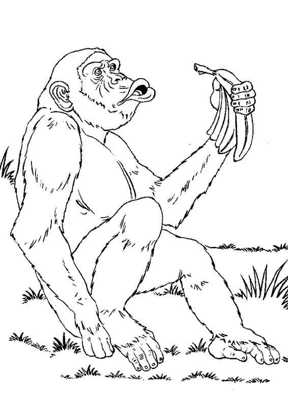 Malvorlage: Schimpanse (Tiere) #2782 - Kostenlose Malvorlagen zum Ausdrucken