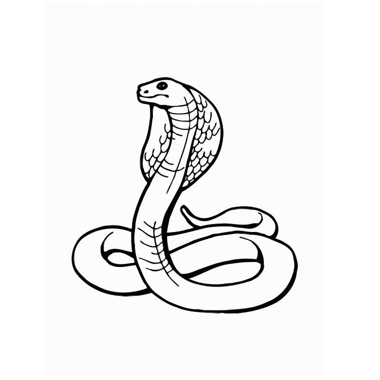 Malvorlage: Schlange (Tiere) #14341 - Kostenlose Malvorlagen zum Ausdrucken