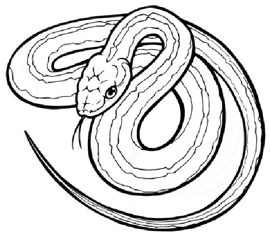 Malvorlage: Schlange (Tiere) #14361 - Kostenlose Malvorlagen zum Ausdrucken