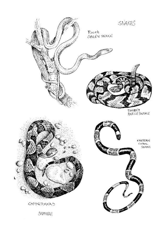 Malvorlage: Schlange (Tiere) #14398 - Kostenlose Malvorlagen zum Ausdrucken