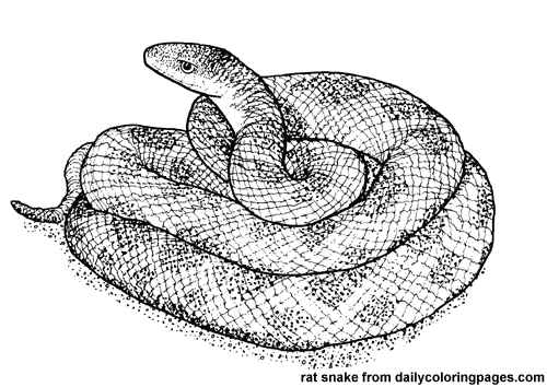 Malvorlage: Schlange (Tiere) #14428 - Kostenlose Malvorlagen zum Ausdrucken