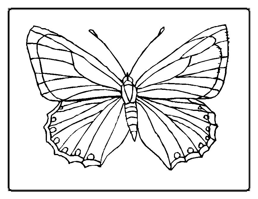 Malvorlage: Schmetterling (Tiere) #15663 - Kostenlose Malvorlagen zum Ausdrucken