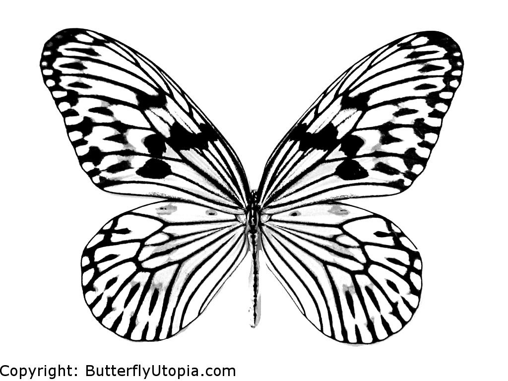 Malvorlage: Schmetterling (Tiere) #15665 - Kostenlose Malvorlagen zum Ausdrucken